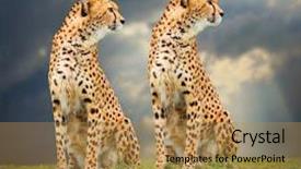  Presentation with savanna - Amazing slides having jubatus in african savanna fast backdrop and a gold colored foreground