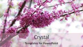  Presentation with western and eastern philosophy - Audience pleasing slides consisting of judas - beautiful cercis canadensis eastern redbud backdrop and a coral colored foreground