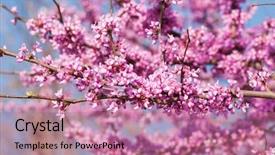  Presentation with pink sky - Colorful slides enhanced with judas - branches full of pink flower backdrop and a coral colored foreground