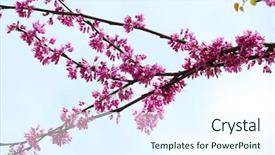  Presentation with blue flower - Slides enhanced with judas - cercis canadensis redbud flower background and a cool aqua colored foreground