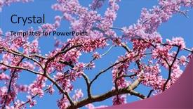  Presentation with sky blue - Audience pleasing slides consisting of judas - cercis siliquastrum at blue sky backdrop and a teal colored foreground