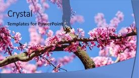  Presentation with sky blue and golden yellow - Colorful PPT layouts enhanced with judas - cercis siliquastrum at blue sky backdrop and a light blue colored foreground