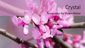  Presentation with spring tree - Presentation design consisting of judas - closeup of eastern redbud tree's background and a lavender colored foreground