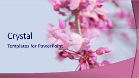  Presentation with blue sky - Presentation theme featuring judas - closeup of a blooming twig background and a sky blue colored foreground