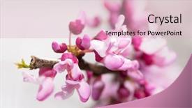  Presentation with pink petal flower animated - Presentation theme having judas - closeup of delicate pink flowers background and a lemonade colored foreground