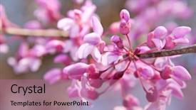  Presentation with bloom - Beautiful presentation theme featuring judas - closeup of eastern redbud flowers backdrop and a coral colored foreground
