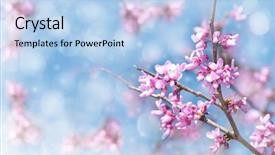  Presentation with horticulture spring easter - Audience pleasing presentation theme consisting of judas - dreamy image of an eastern backdrop and a light blue colored foreground