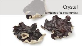  Presentation with ear - Colorful slide set enhanced with judas - dried jelly ear mushrooms backdrop and a light gray colored foreground