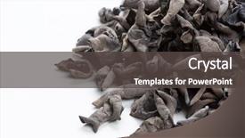  Presentation with ear - Slide set featuring judas - dried jew's-ear background and a dark gray colored foreground