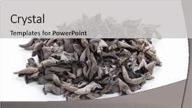  Presentation with ear anatomy - Slide set consisting of judas - dried jew's-ear background and a light gray colored foreground