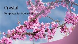  Presentation with olive tree branch ripe - Cool new presentation theme with judas - eastern redbud tree branches covered backdrop and a teal colored foreground