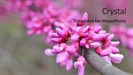  Presentation with spring tree - Audience pleasing presentation design consisting of judas - eastern redbud tree cercis canadensis backdrop and a coral colored foreground