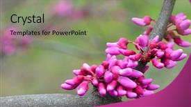 Presentation with spring tree - Presentation theme featuring judas - eastern redbud tree cercis canadensis background and a seafoam green colored foreground