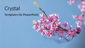  Presentation with pink sky - PPT theme consisting of judas - eastern redbud tree cersis canadensis background and a light blue colored foreground