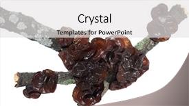  Presentation with fungus - Slides with judas - edible black fungus auricularia polytricha background and a white colored foreground