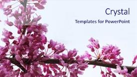  Presentation with flower corner - Beautiful PPT theme featuring judas - natural corner frame redbud blossom backdrop and a sky blue colored foreground