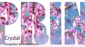  Presentation with spring tree - Audience pleasing presentation theme consisting of judas - spring text with pink redbud backdrop and a lavender colored foreground