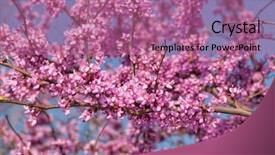  Presentation with vibrant blue - Amazing presentation theme having judas - vibrant colors of eastern redbud backdrop and a coral colored foreground