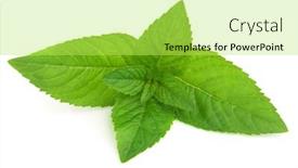  Presentation with mint - 