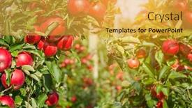  Presentation with branch - Cool new PPT theme with juicy-red-apples-hanging backdrop and a yellow colored foreground