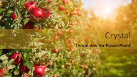 Presentation with branch - Beautiful slide set featuring juicy-red-apples-hanging backdrop and a gold colored foreground