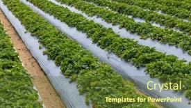  Presentation with strawberries - Presentation theme enhanced with juicy-strawberries-ready-for-harvest background and a tawny brown colored foreground