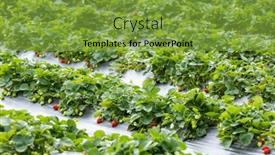  Presentation with strawberries - PPT theme consisting of juicy-strawberries-ready-for-harvest background and a tawny brown colored foreground