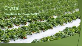  Presentation with strawberries - Presentation theme enhanced with juicy-strawberries-ready-for-harvest background and a tawny brown colored foreground