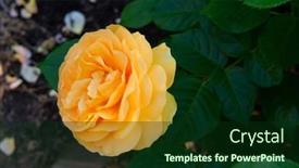  Presentation with rose yellow - Presentation theme featuring julia-child-roses-absolutely-fabulous background and a forest green colored foreground