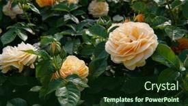  Presentation with yellow rose - Presentation enhanced with julia-child-roses-absolutely-fabulous background and a tawny brown colored foreground