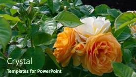  Presentation with yellow rose - PPT theme having julia-child-roses-absolutely-fabulous background and a forest green colored foreground