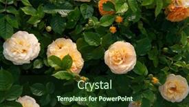  Presentation with yellow rose - Presentation theme with julia-child-roses-absolutely-fabulous background and a tawny brown colored foreground