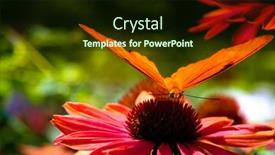  Presentation with pollen - Beautiful slide deck featuring julia-heliconian-sucking-pollen backdrop and a wine colored foreground