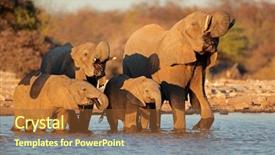  Presentation with drinking water - Amazing PPT layouts having jumbo - african elephants loxodonta africana drinking backdrop and a tawny brown colored foreground