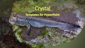  Presentation with atlantic - Cool new slides with jumbo - atlantic mudskipper periophthalmus barbarus marine backdrop and a tawny brown colored foreground