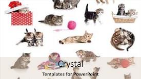  Presentation with cats - Theme consisting of jumping baby - active kittens collection little funny background and a lemonade colored foreground