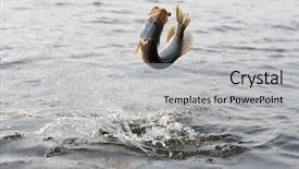  Presentation with freedom - Cool new presentation with jumping fish - hooked pike is fighting backdrop and a light gray colored foreground