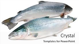  Presentation with atlantic - Colorful PPT layouts enhanced with jumping fish - salmo salar atlantic salmon backdrop and a white colored foreground