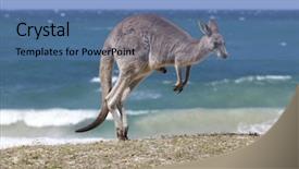  Presentation with kangaroo - Amazing slide deck having jumping red kangaroo backdrop and a teal colored foreground