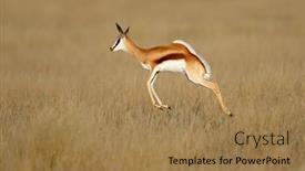  Presentation with africa - Colorful PPT layouts enhanced with natural habitat south africa backdrop and a coral colored foreground