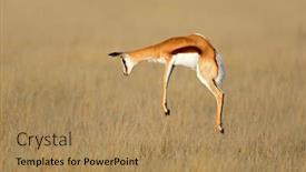  Presentation with south africa - PPT layouts consisting of jumping-springbok-antelope-antidorcas-marsupialis background and a coral colored foreground
