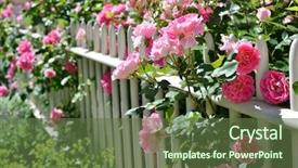  Presentation with june - Cool new slides with june garden climbing pink roses backdrop and a tawny brown colored foreground