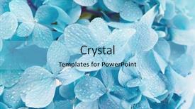  Presentation with blue flower - Beautiful PPT layouts featuring blue hydrangea flower with dew backdrop and a light blue colored foreground