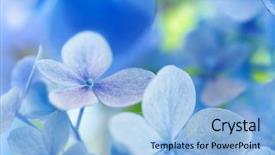  Presentation with hydrangea - Slide deck consisting of hydrangea macrophylla or hortensia flower background and a light blue colored foreground