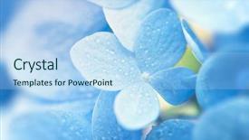  Presentation with flower wedding - Cool new PPT layouts with light soft blue hydrangea hydrangea backdrop and a light blue colored foreground