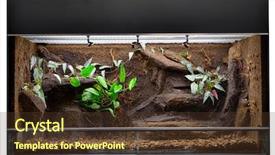  Presentation with frogs - Colorful slide set enhanced with jungle animals such as lizard backdrop and a tawny brown colored foreground