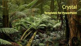  Presentation with australia - Amazing PPT theme having jungle background - rain forest australia backdrop and a tawny brown colored foreground