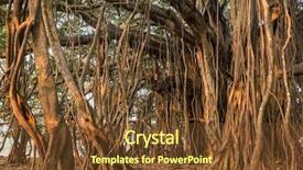  Presentation with banyan tree - Slide deck consisting of jungle background - tree of life amazing banyan background and a tawny brown colored foreground