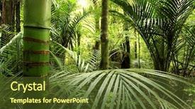  Presentation with tropical forest - Presentation featuring jungle background - tropical forest background and a tawny brown colored foreground