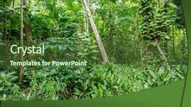  Presentation with mai - Slide set featuring jungle background - vallee de mai rain forest background and a  colored foreground